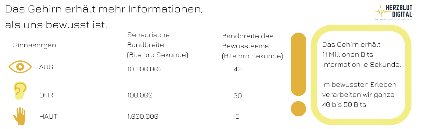 Das Gehirn erhält 11 Millionen Bits Informationen pro Sekunde. Im bewussten Erleben verarbeiten wir 40 bis 50 Bits.